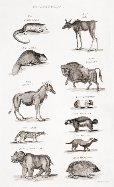Different Types of Quadrupeds by Unbekannt Unbekannt